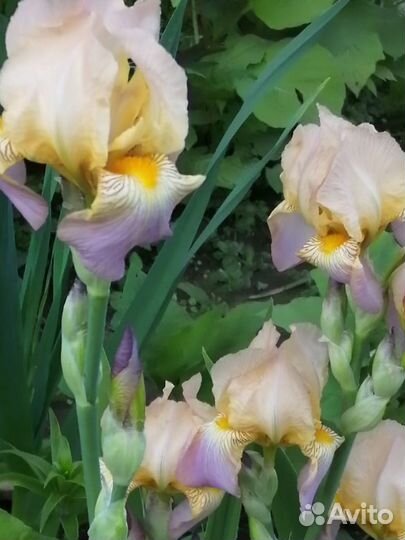 Ирисы