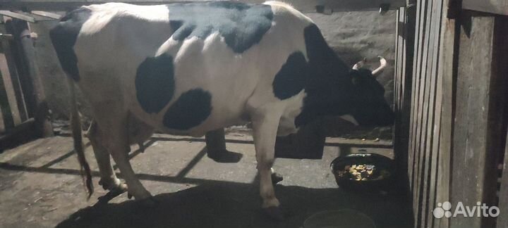 Корова поросята 10 октября исполнился месяц