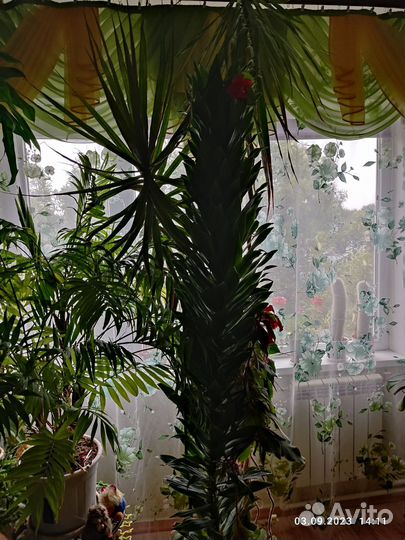Пальма драцена, цена договорная