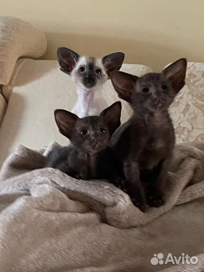 Ориентальная