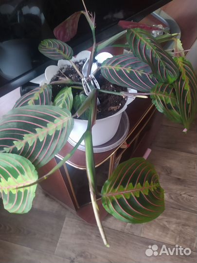 Цветок Маранта