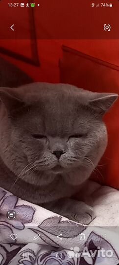 Британские котята