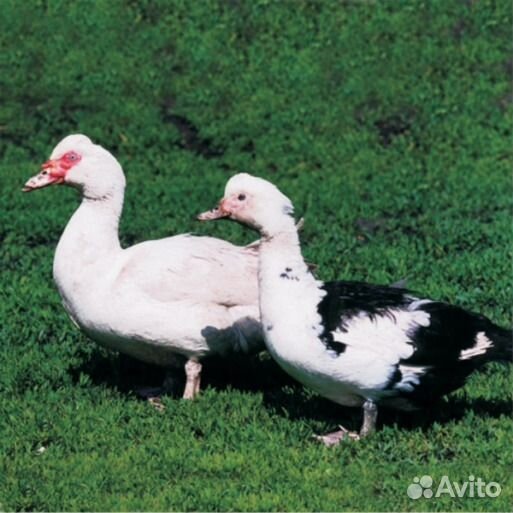 Утята Стар-53,Черри Велли от 5 сут до 1 мес