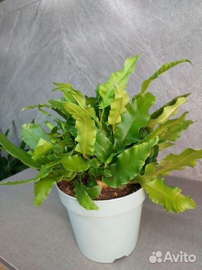 Папоротник Асплениум Scolopendrium d 17