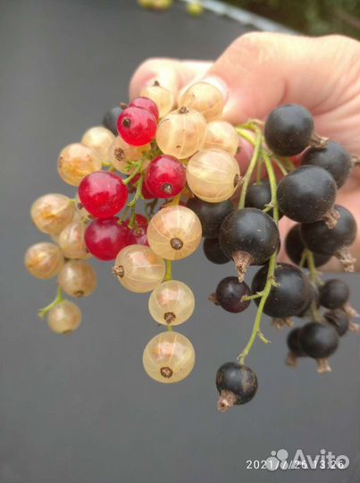 Крыжовник и красная смородина