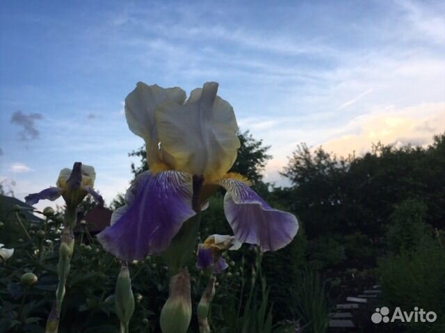 Ирис сибирский ирис злаковидный (разные сорта)