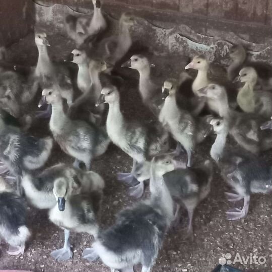 Утята, гусята, муларды