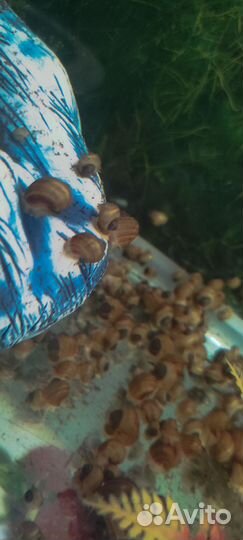 Улитки аквариумные ампулярии