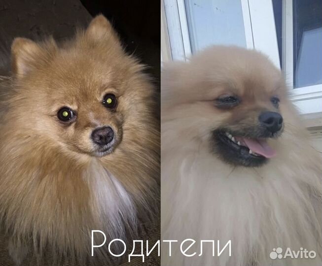 Щенки померанского шпица