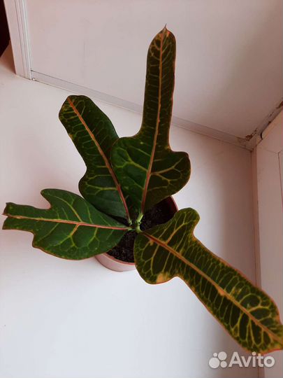 Кодиеум кротон