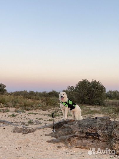 Продам щенков маремма