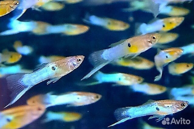 Крапчатые сомики,гуппи