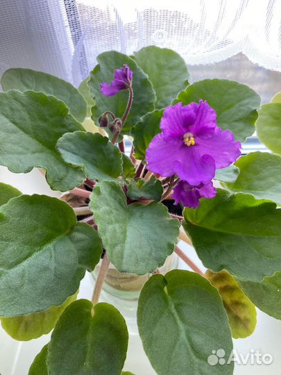 Цветущие фиалки