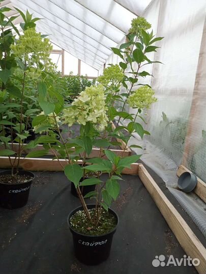 Гортензия метельчатая различные сорта