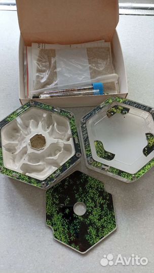 Муравейник без муравьёв