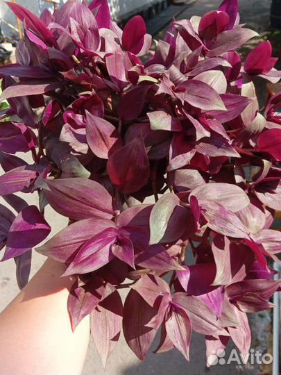 Традесканции сортовые