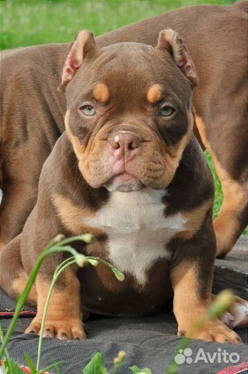 Американский булли щенки