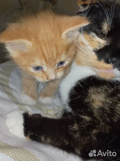Котенок