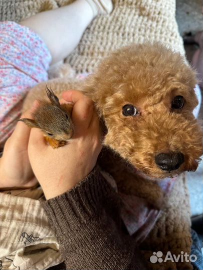 Белки и бельчата