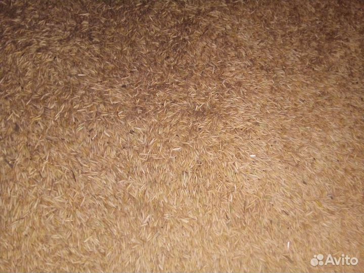 Овес ячмень пшеница