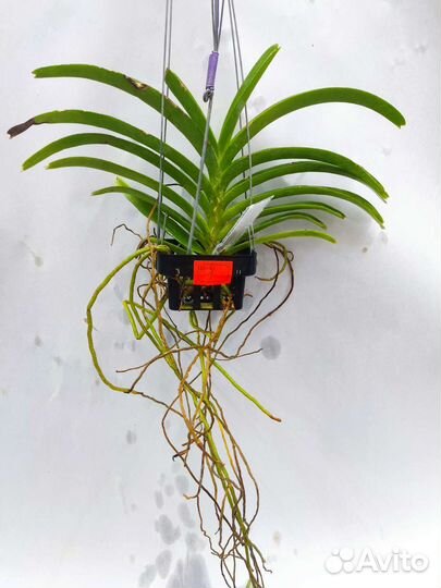 Орхидея. Ванда - Van. Roll All red