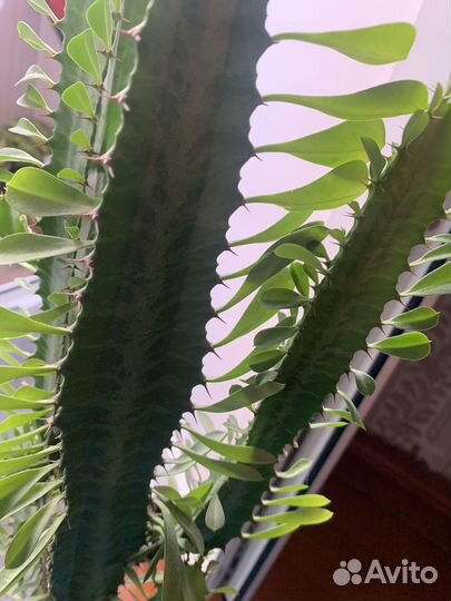 Молочай трехгранный