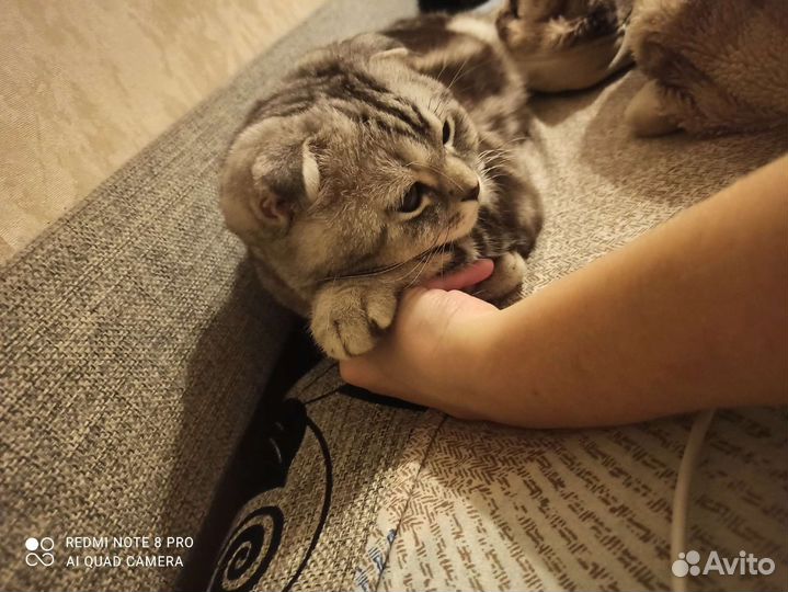 Шотландский кот вязка