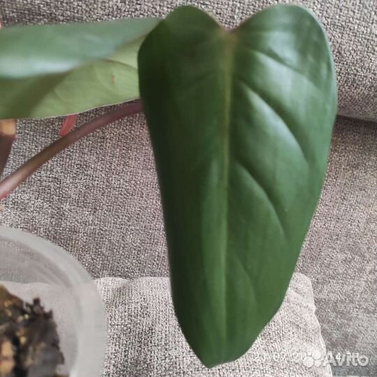 Филодендрон