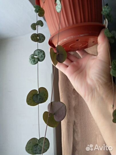 Церопегия вуда