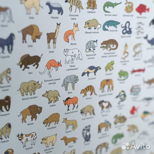 Papitama карта мира новая