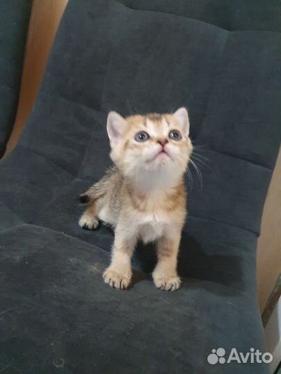 Котята золотая шиншилла