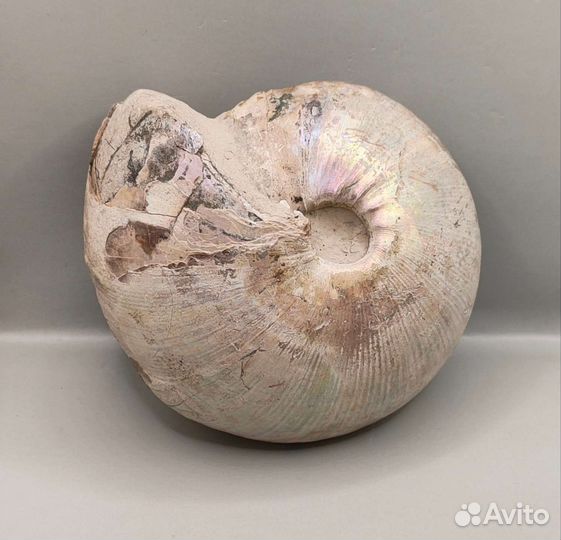 Аммонит Cadochamoussetia, Россия / Окаменелости