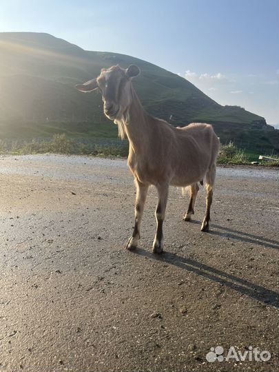 Коза дойная