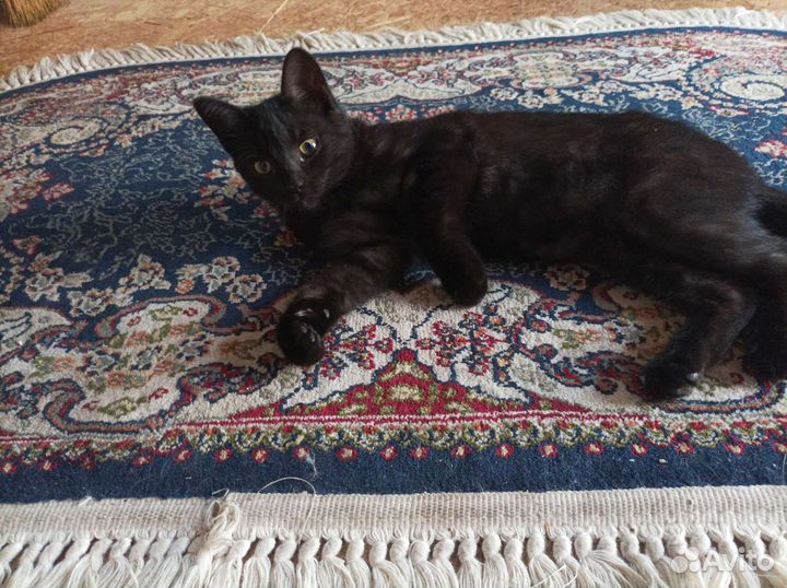 Кошки бесплатно