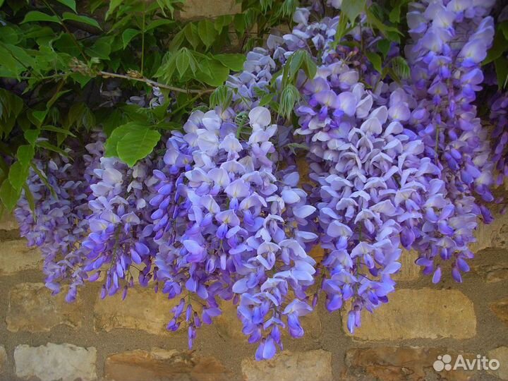 Глициния Blue moon (Голубая луна), Бобовник