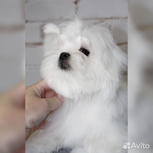 Мальтезе девочка стандарт, мальтийская болонка