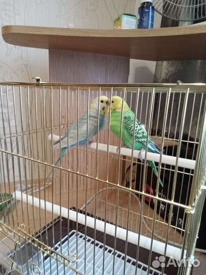 Радужные, лазурные попугаи