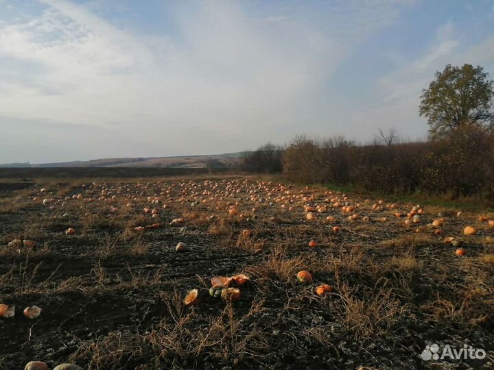 Тыква для еды Кабачки