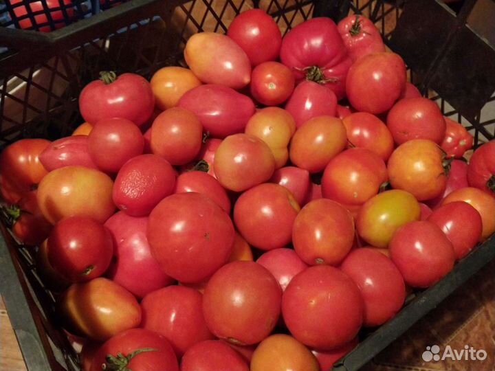 Саженцы ежевики