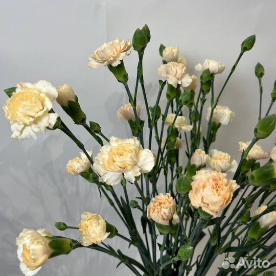 Цветы гвоздика оптом