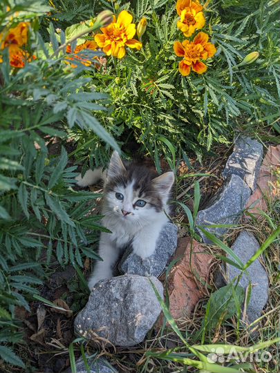 Котята. Девочка