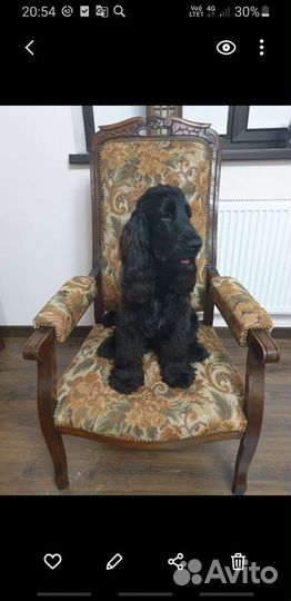 Кокер спаниель