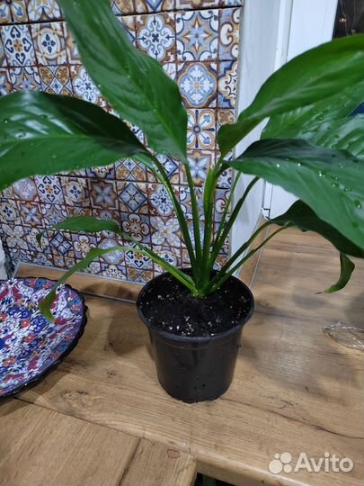 Спатифиллум