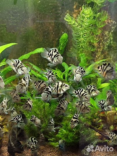 Рыбка сапфировый попугай