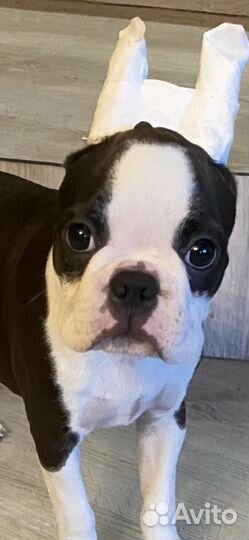 Щенки бостон терьер