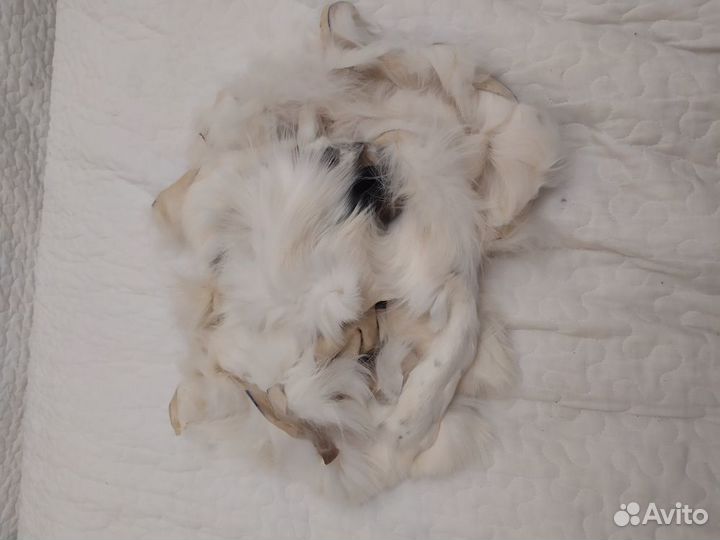 Кусочки меха норки