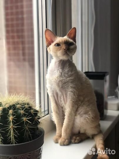 Отдам в добрые руки кошечку