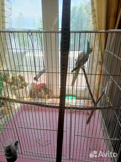 Попугай корелла