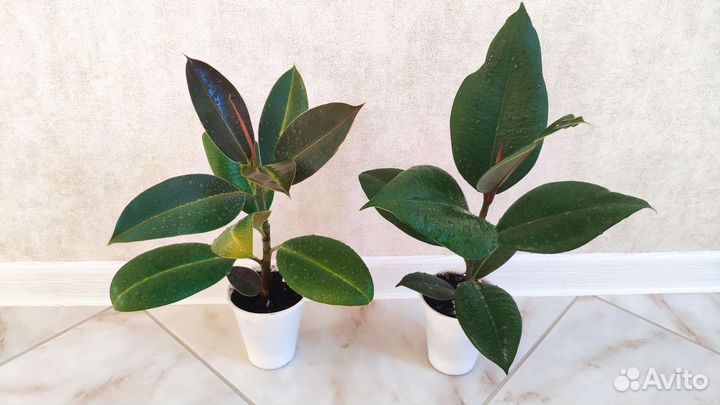 Фикус Мелани