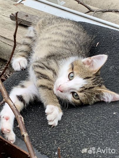 Котята в добрые руки бесплатно